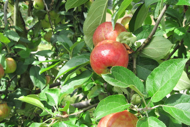 apple fruits on tree