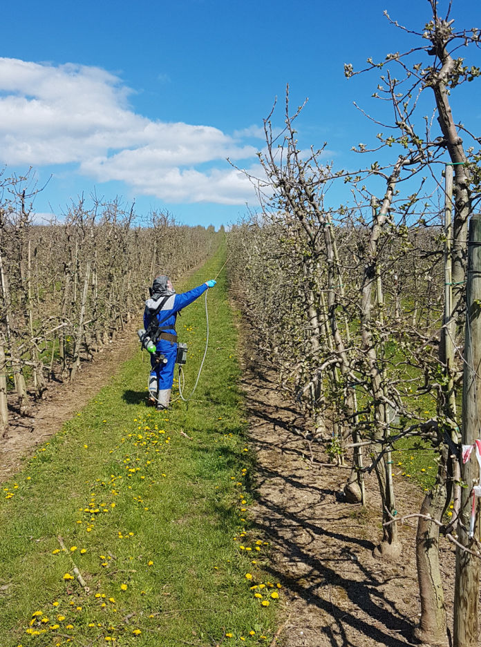 application of apple trees in early spring in an orchard