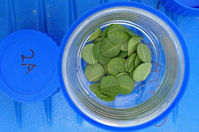 leaf discs in glas container prior washing out