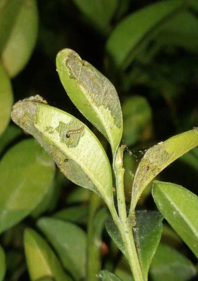 box-tree pyralid larvae on box tree