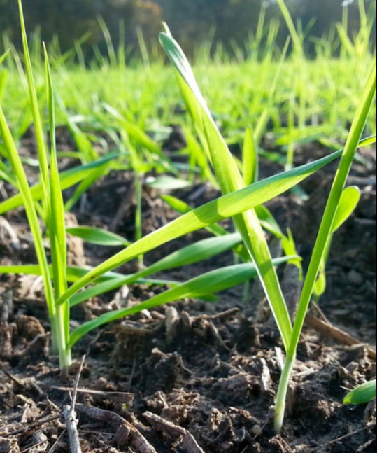shortly emerged cereal plants