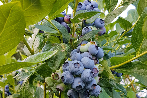 blueberries shortly before harvest