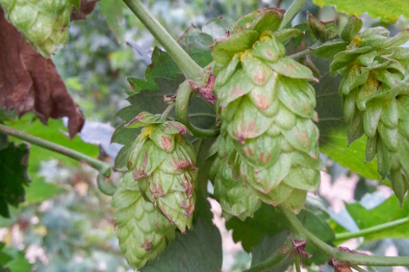 hop cones