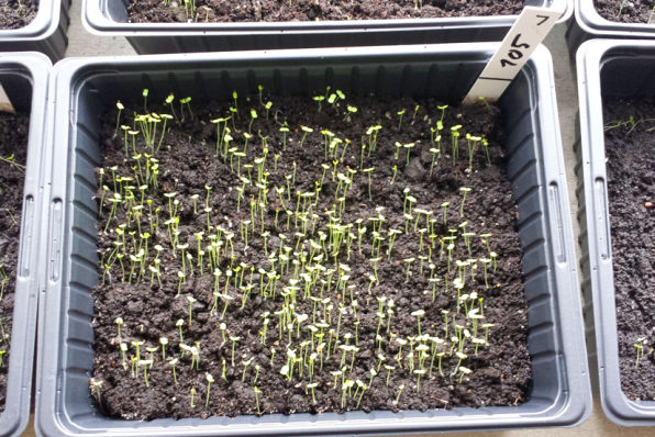 seedlings in a tray