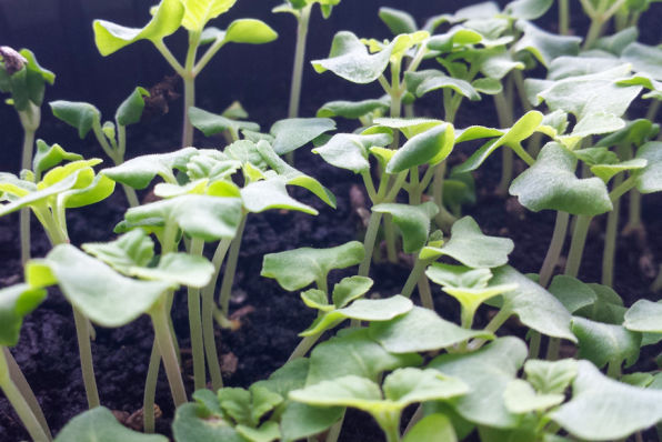 seedlings