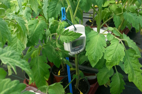 temperature logger placed by tomato plants in greenhouse