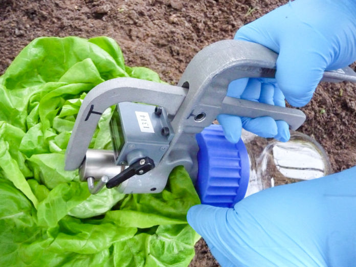 leaf disc sampling with special leaf sampler in lettuce