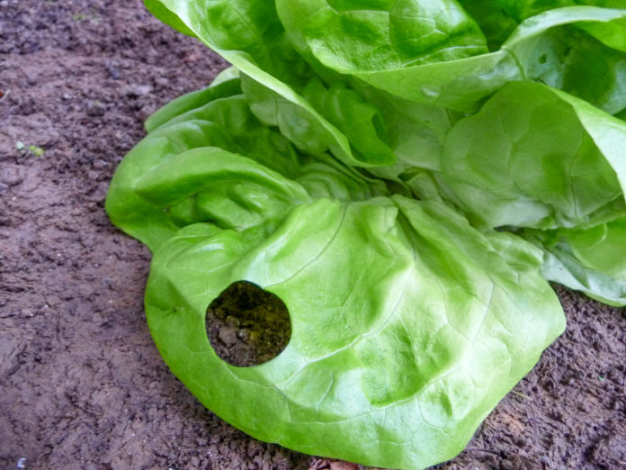 lettuce leaf after sampling of leaf disc