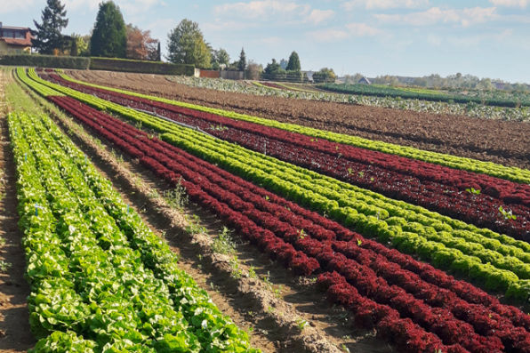 many rows of lettuce on outdoor field