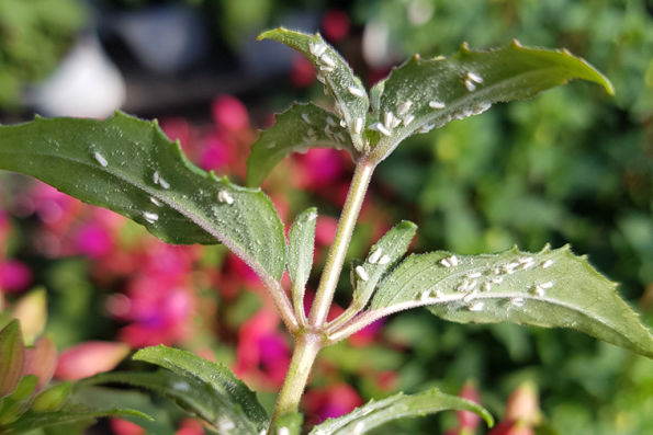 white flies on Fuchsia