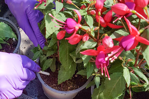 application of insecticide spikes in pots with Fuchisa