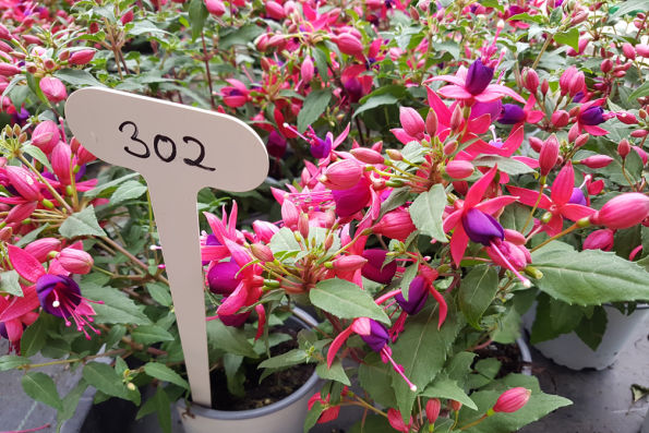 flowering Fuchsia plants in labeled pots