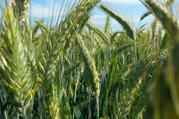 wheat ears flowering