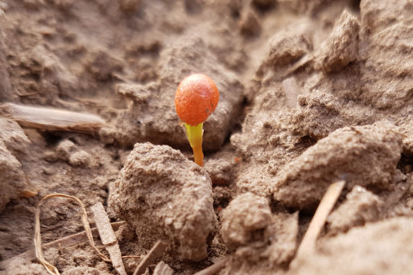 pelleted sugar beet seed germinating